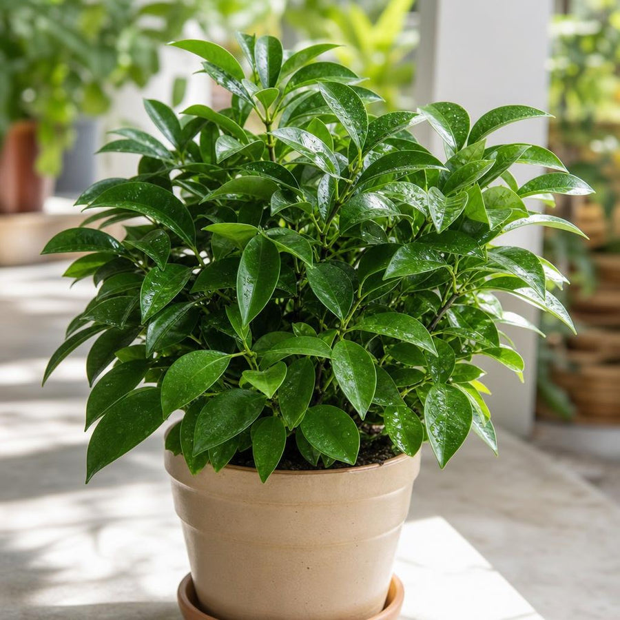 Planta sana y frondosa