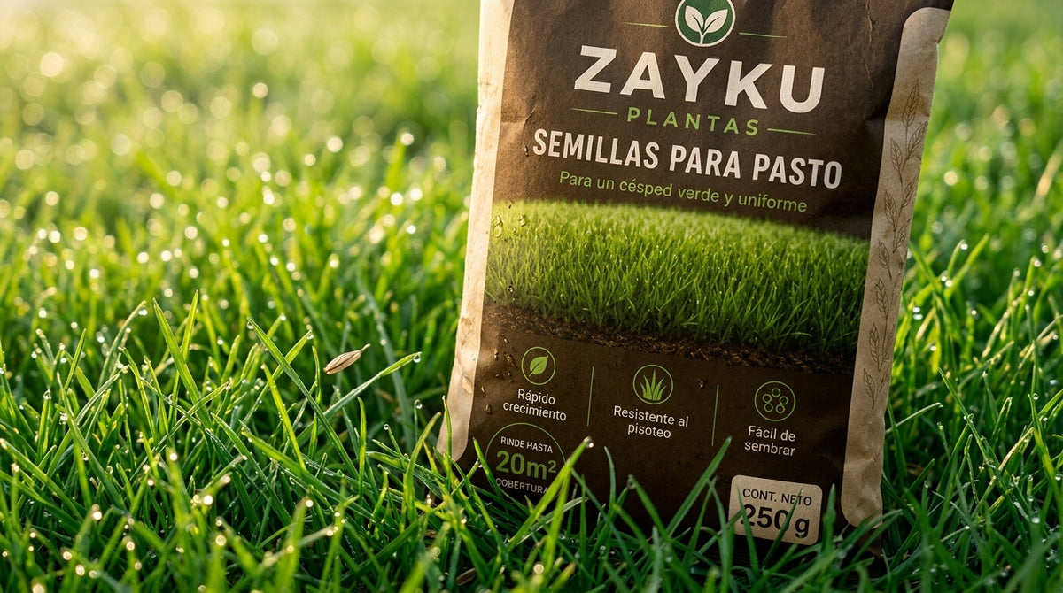 Semillas para Pasto Zayku