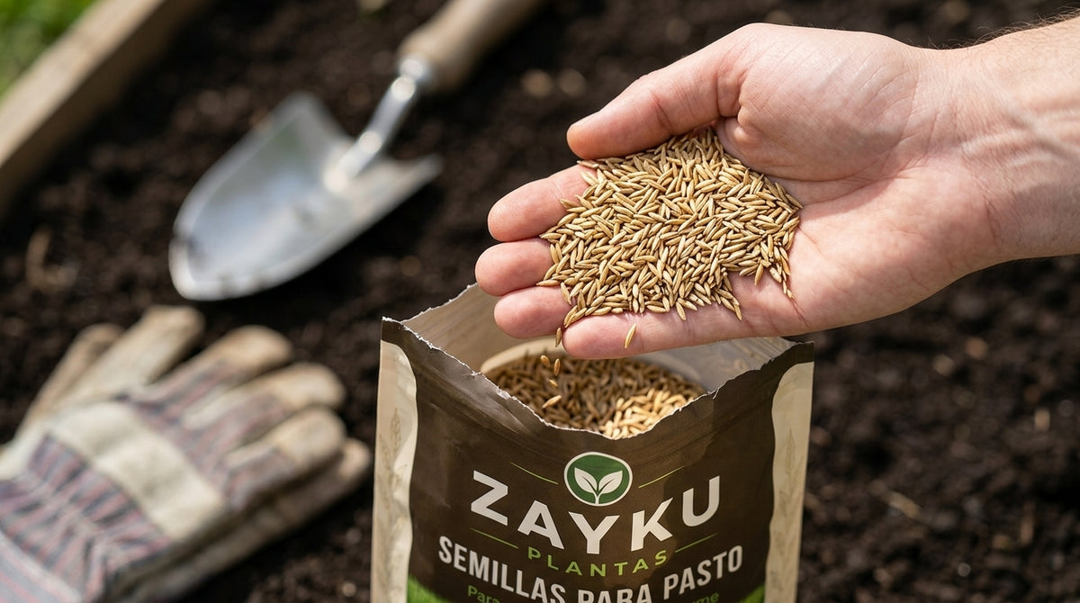 Semillas para Pasto Zayku