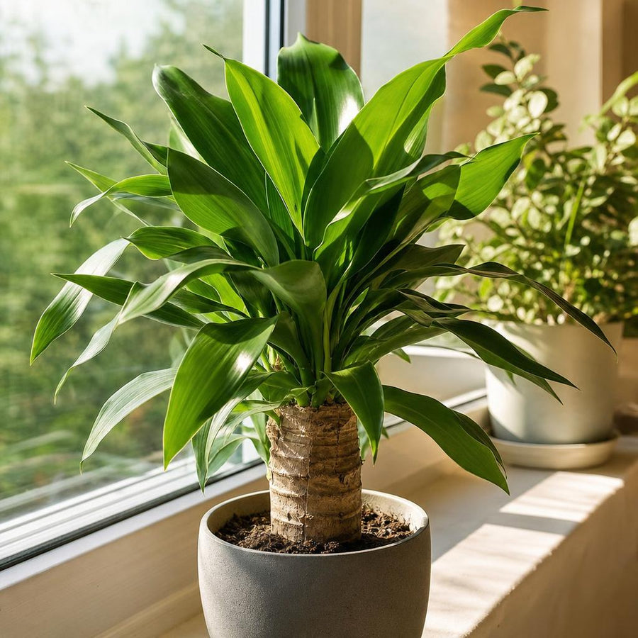 Planta sana y frondosa